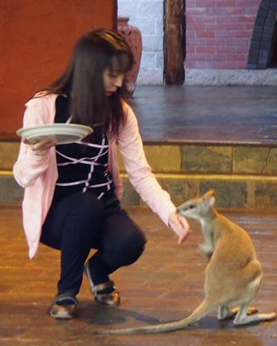 Kuranda Australia Booking Discount booking.com