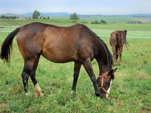 Mooirivier Afrique du Sud Réservation Réduction booking.com