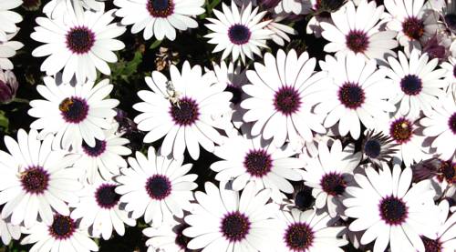 Acebo Spain Booking Discount booking.com