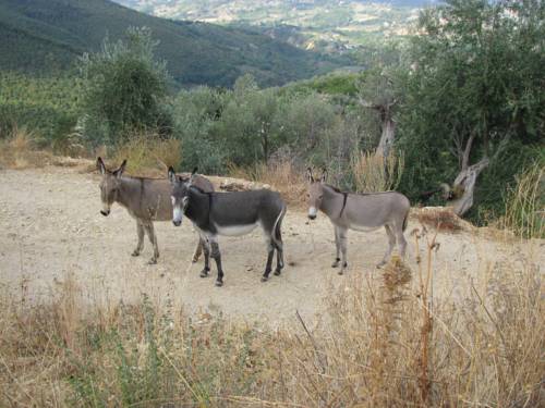 Roccantica Italy Booking Discount booking.com