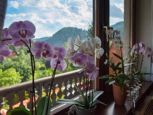 Ratten L'Autriche Réservation Réduction booking.com