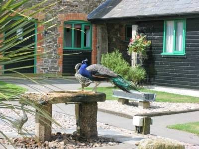 St Gennys United Kingdom Booking Discount booking.com