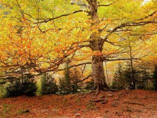 Torla Spain Booking Discount agoda.com