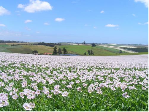 Sassafras Australia Booking Discount booking.com