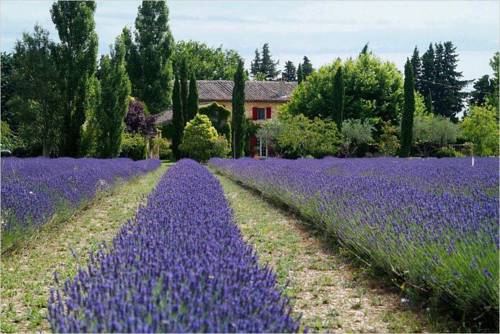 Pescia Romana Italy Booking Discount booking.com