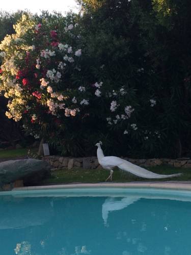 Porto Rotondo Italie Réservation Réduction booking.com