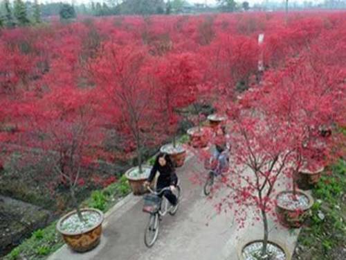 Pi County China Booking Discount booking.com