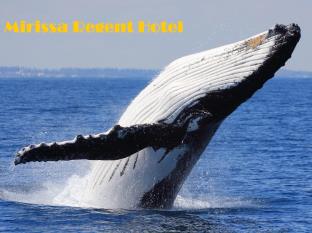 Mirissa Sri Lanka Booking Discount agoda.com