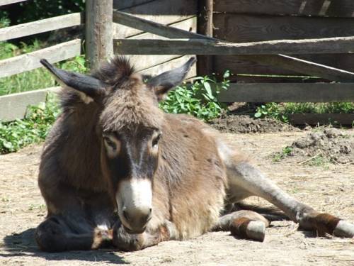 Őriszentpéter Hongrie Réservation Réduction booking.com