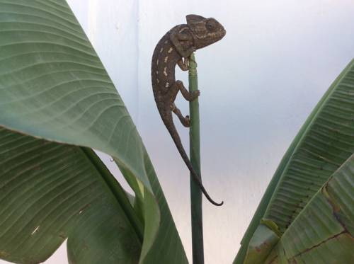 Essaouira Morocco Booking Discount booking.com