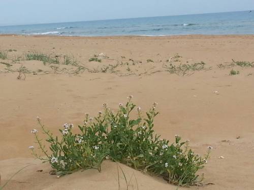 Marinella Italy Booking Discount booking.com