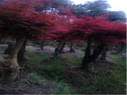 Wuyuan China Booking Discount booking.com