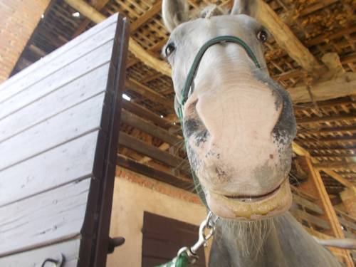 Giussago Italy Booking Discount booking.com