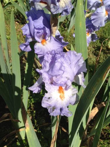 Florence Italie Réservation Réduction booking.com