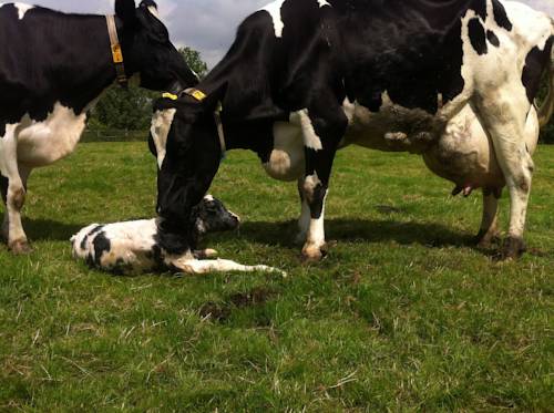 Snelrewaard Netherlands Booking Discount booking.com