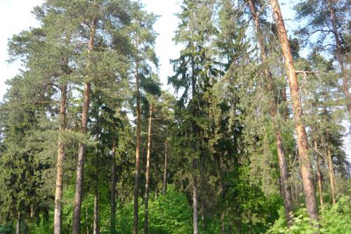 Pushkino Russia Booking Discount booking.com