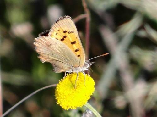 Groot Suurfontein Afrique du Sud Réservation Réduction booking.com