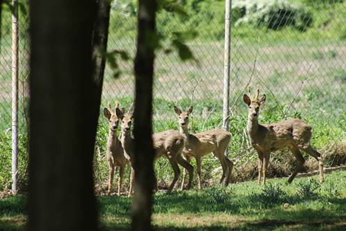 Gorna Beshovitsa Bulgarie Réservation Réduction booking.com