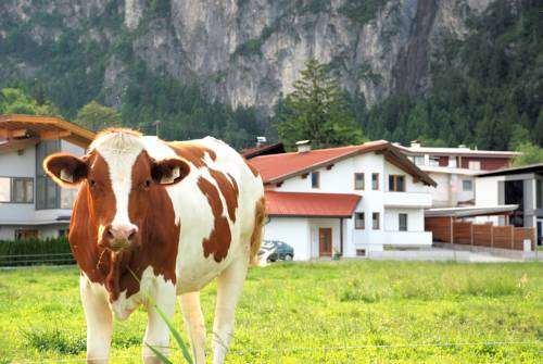 Munster Austria Booking Discount booking.com