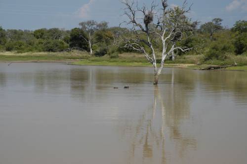 Réserve animalière de Thornybush Afrique du Sud Réservation Réduction booking.com