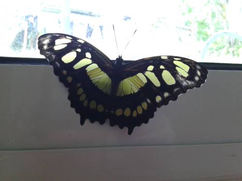 Manuel Antonio Costa Rica Réservation Réduction booking.com