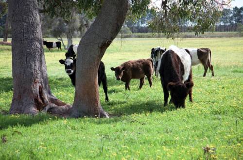 Gingin Australie Réservation Réduction booking.com