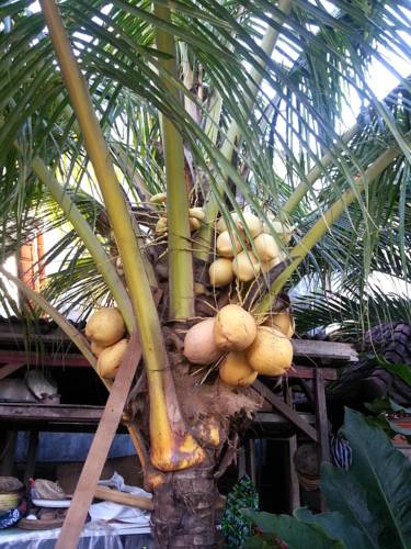 Tegalalang Indonesia Booking Discount booking.com