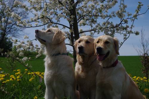 Libin Belgium Booking Discount booking.com