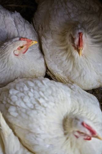 Sotto il Monte Italy Booking Discount booking.com