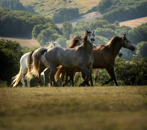 Bazian France Booking Discount booking.com