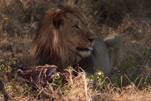 Groblersdal South Africa Booking Discount booking.com