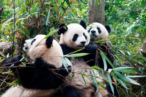 Chengdu China Booking Discount agoda.com