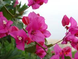 Roma Italy Booking Discount booking.com