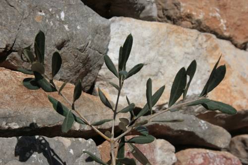 Kamiros Skala / Kritinia Grèce Réservation Réduction booking.com