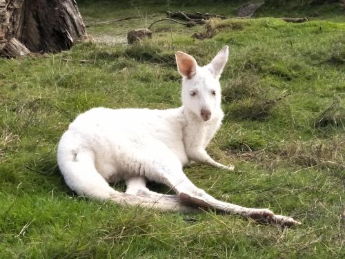 Yarra Valley Australia Booking Discount agoda.com