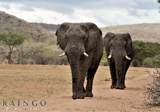 Ellisras South Africa Booking Discount agoda.com