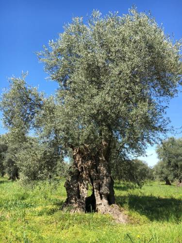 Rossano Italy Booking Discount booking.com