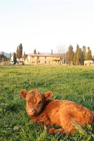 Vicchio Italy Booking Discount booking.com