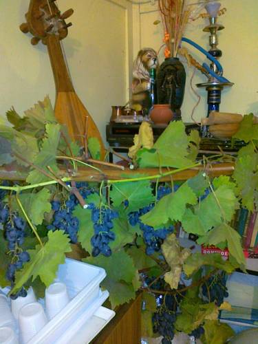 Byala Bulgarie Réservation Réduction booking.com