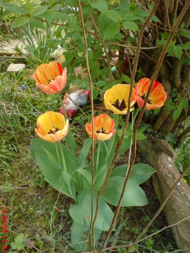 Kippenheim Germany Booking Discount booking.com