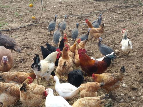 Búger Spain Booking Discount booking.com