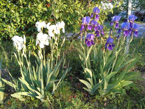 San Biagio di Callalta Italy Booking Discount booking.com