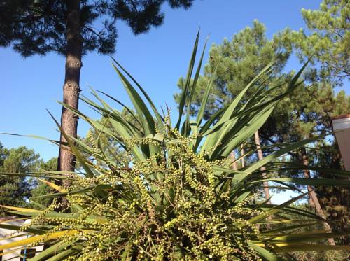 La Palmyre France Booking Discount booking.com