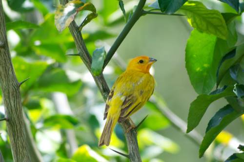 La Dorada Colombia Booking Discount booking.com