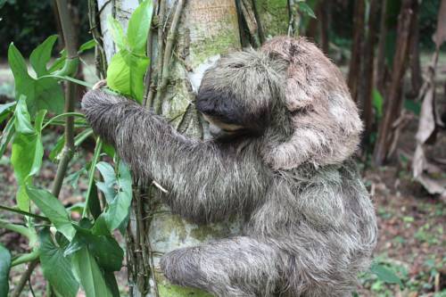 Puerto Viejo Costa Rica Réservation Réduction booking.com