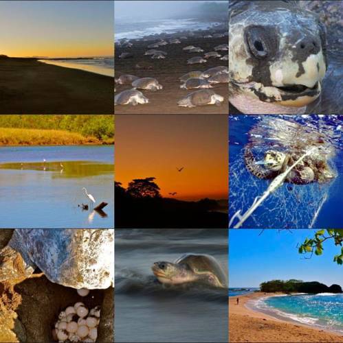 Playa Ostional Costa Rica Réservation Réduction booking.com