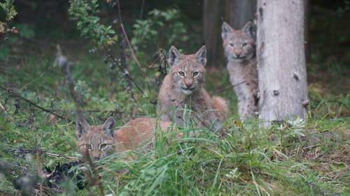 Bubiai Lithuania Booking Discount booking.com