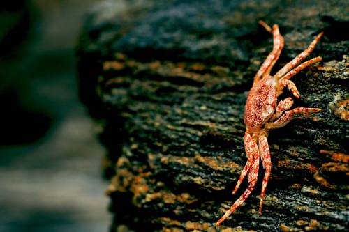 Pochutla, oaxaca Mexico Booking Discount booking.com